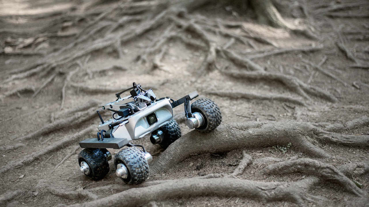 Turtle rover in the forest